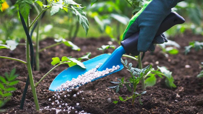 Granular fertiliser applied by hand to a garden