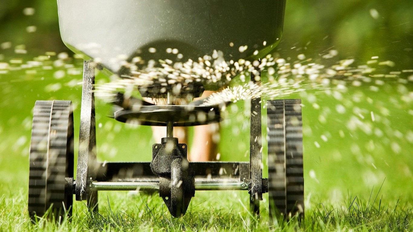 Fertiliser being applied by a manually pushed spreader
