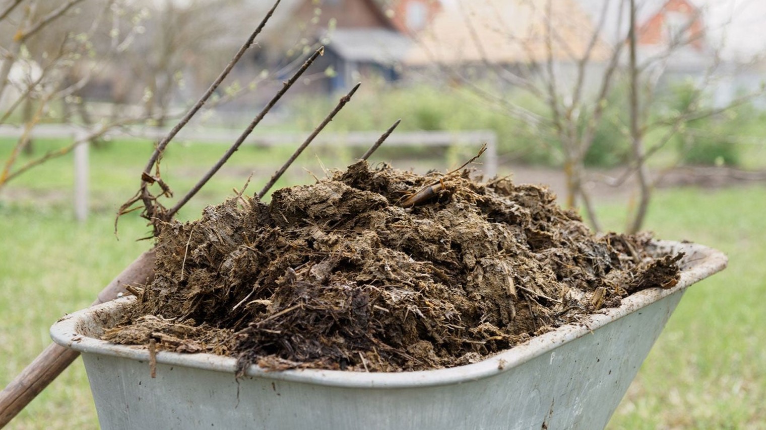 Wheelbarrow full of manure
